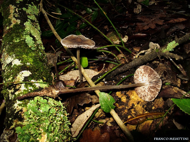 Mycena polygramma